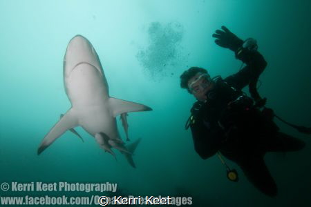 A perfect picture highlighting the benign nature of shark... by Kerri Keet 