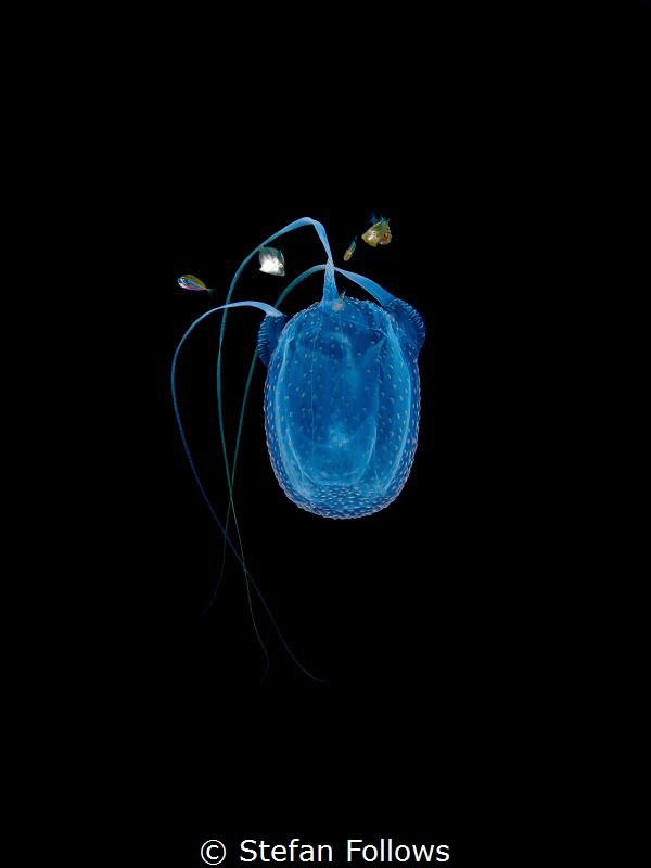 Ghostface Killah

Box Jellyfish - Morbakka virulenta

... by Stefan Follows 