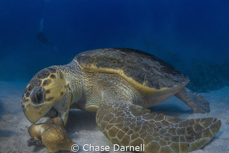 "Dinner Bell"
Loggerhead chowing down. An incredible exp... by Chase Darnell 