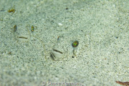 A couple of banded toadfish Hide in the sand, only showin... by Shane Hermans 