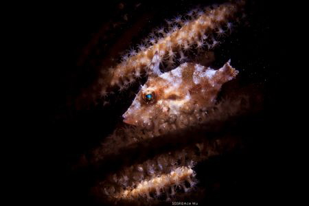 Camouflage
Location :Lembeh Indonesias
Canon 5dsr
Cano... by Yung Sen Wu 