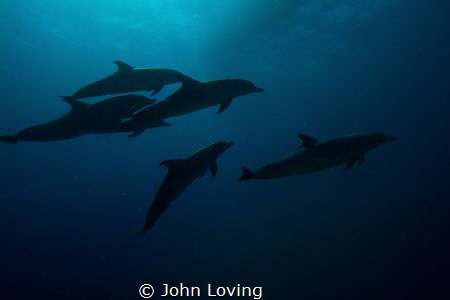Dolphins by John Loving 