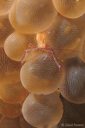 tiny shrimp in anemone by David Ferreira 