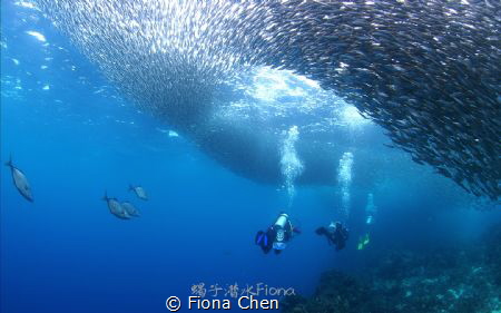 A group of divers dive into the school of sardins in Panl... by Fiona Chen 
