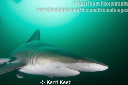Close encounter with an Oceanic Blacktip Shark at Aliwal ... by Kerri Keet 