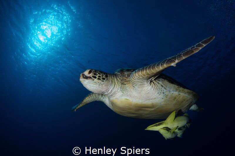 Turtle & Passengers by Henley Spiers 