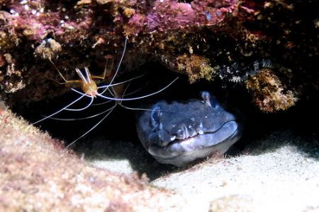 Today's dive - It's a party. A Mustache Conger Eel with a... by Glenn Poulain 