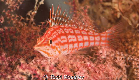 Long Nose Hawkfish Image cropped. by Todd Moseley 