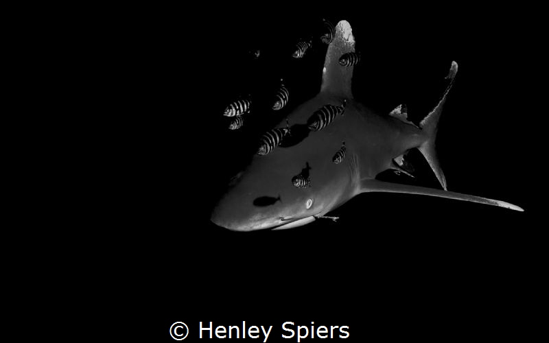 Man Bites Shark by Henley Spiers 