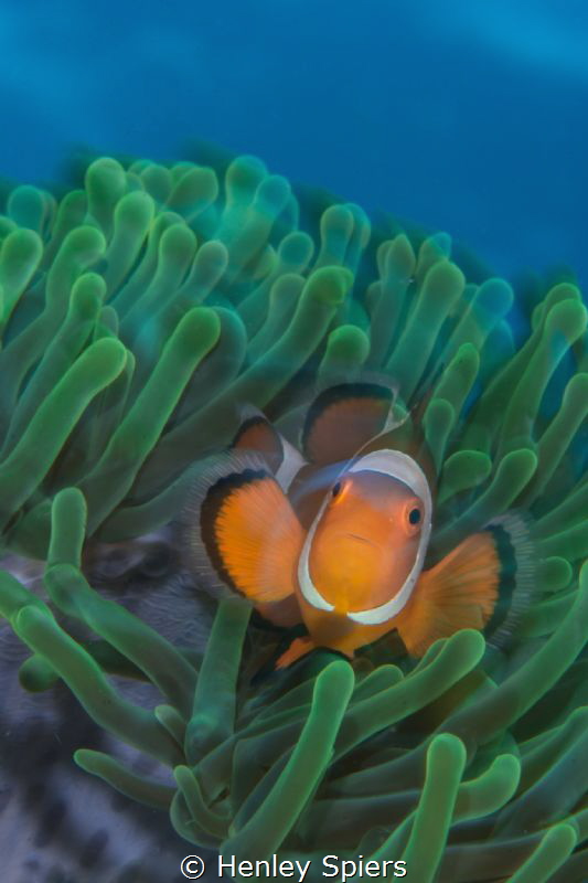 Psychedelic Clownfish by Henley Spiers 