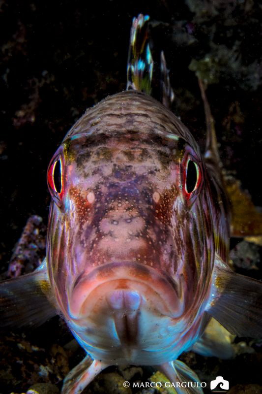 Mullet face by Marco Gargiulo 