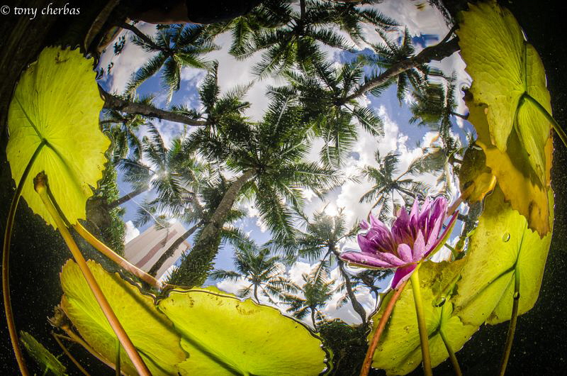 Lillies under Palm Trees by Tony Cherbas 