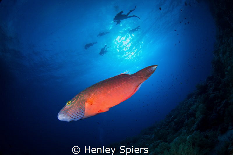 Wrasse & Divers by Henley Spiers 