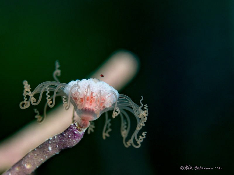 LadyBug  Taken in Little Cayman - this solitary hydroid a... by Robin Bateman 