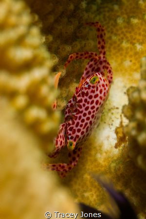Crab hiding between corals by Tracey Jones 