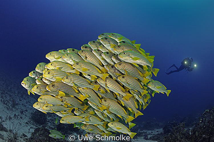 Sweetlips and diver by Uwe Schmolke 