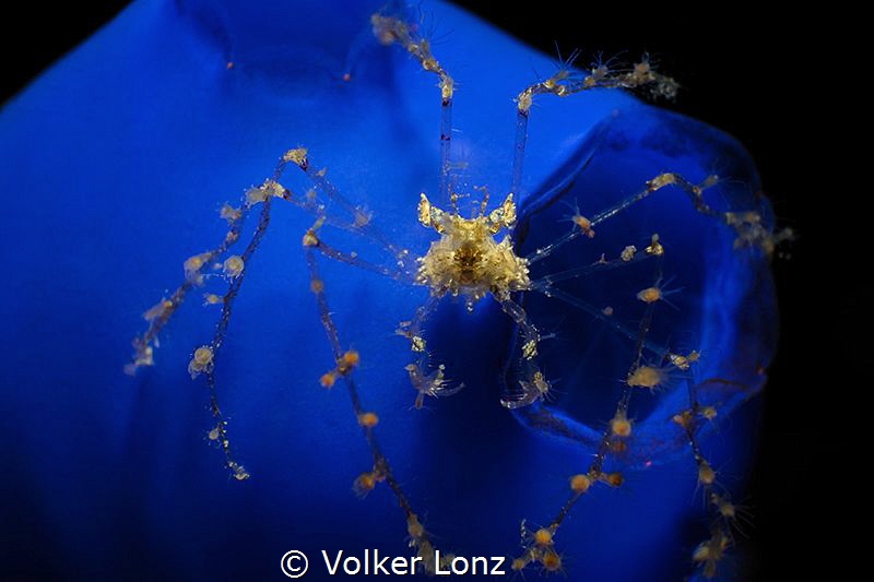 decorated spidercrab on tunicate by Volker Lonz 