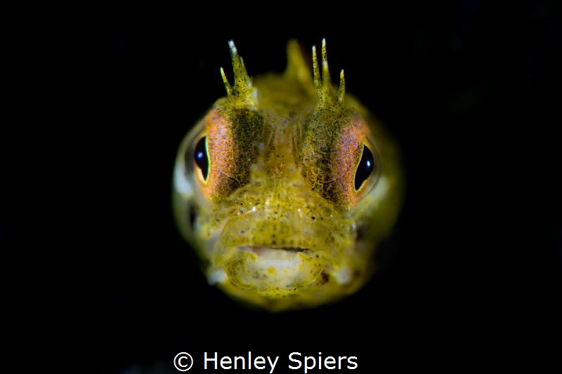 Golden Rough-head Blenny by Henley Spiers 