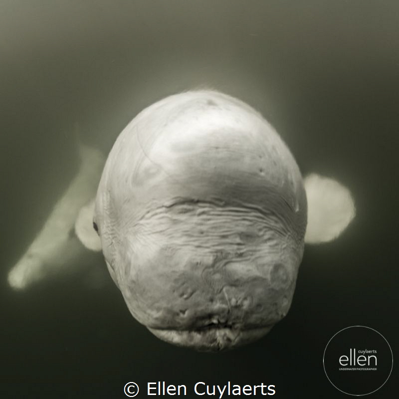 Good morning Monday!
Beluga portrait, Churchill, Canada ... by Ellen Cuylaerts 