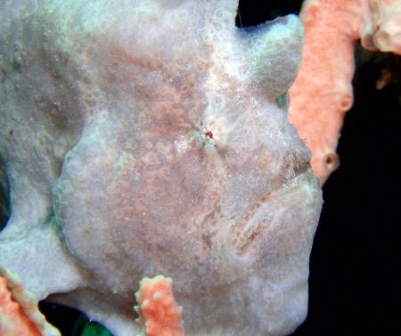 Small white frogfish hanging out in Puerto Galera, Philip... by Alex Tattersall 