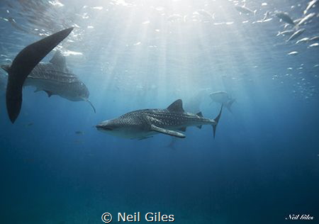 Whale sharks of the Philippines by Neil Giles 