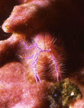 Squat Lobster. One Flash on a Nikonous RS by David Spiel 