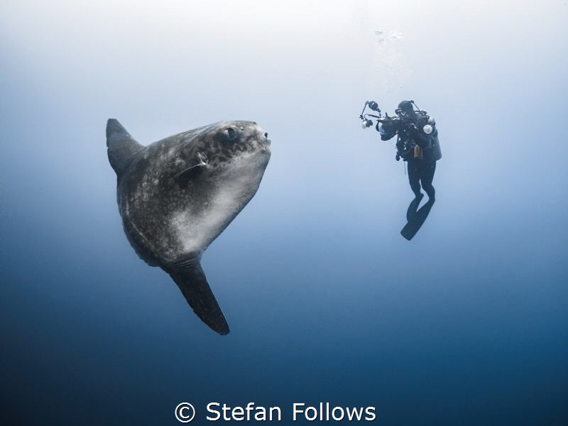 Southern Ocean Sunfish - Mola ramsayi

Gilli Mimpang, B... by Stefan Follows 