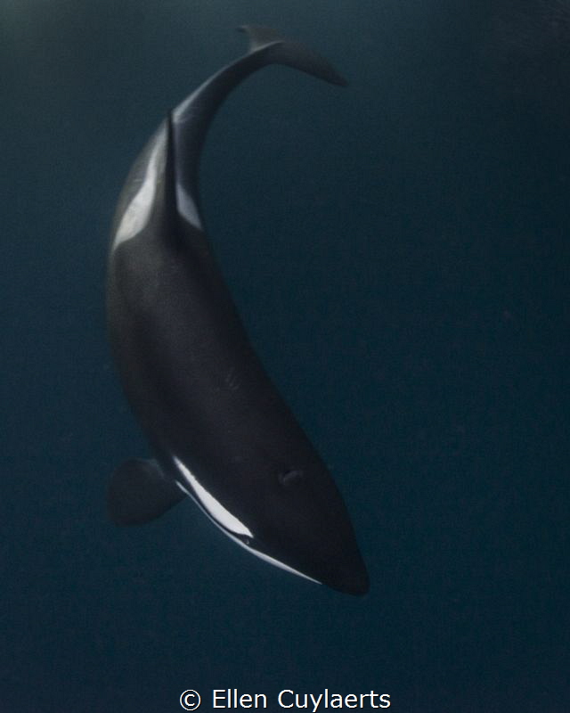 And then there was you...
Portrait of an Orca in the chi... by Ellen Cuylaerts 