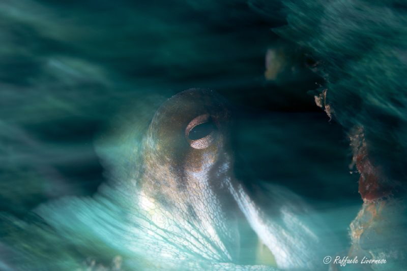 slow shutter speed with snoot light on the octopus by Raffaele Livornese 