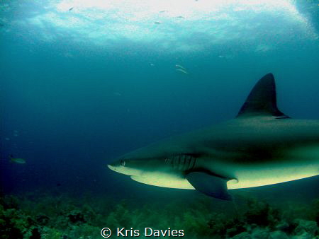 Caribbean reef Shark, taken at Jardines del la reina - Cuba. by Kris Davies 