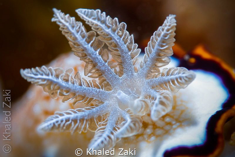 Nudibranch super macro by Khaled Zaki 
