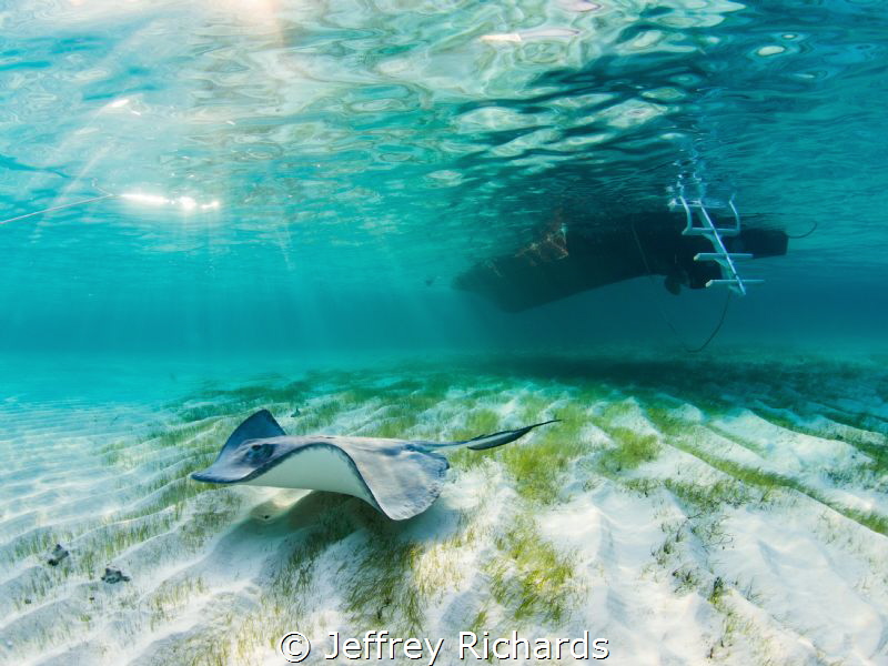 A stingray is bathed in sun beams under the boat at the S... by Jeffrey Richards 