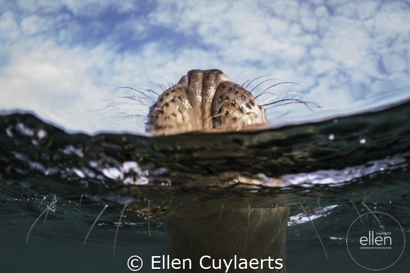 Hold your head up high
Grey seal by Ellen Cuylaerts 