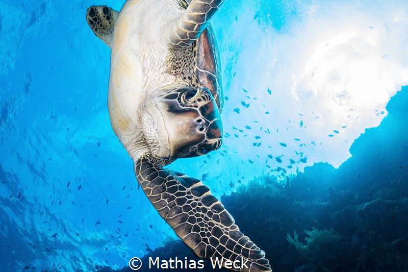 Sea turtle near Bunaken Island by Mathias Weck 