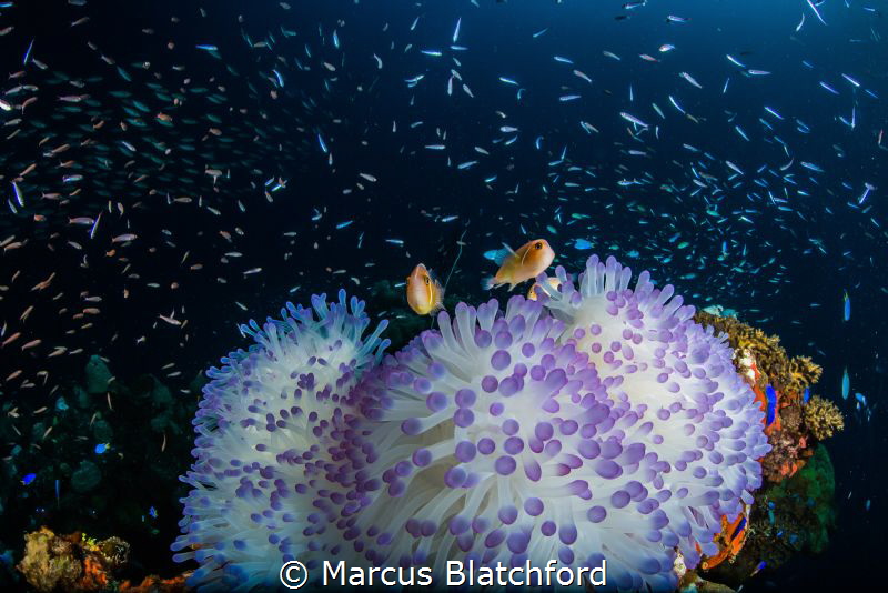 A pair of anemone fish with anemone surrounded by glass fish by Marcus Blatchford 