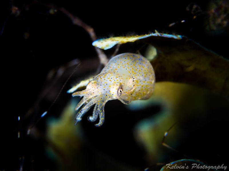 Pgymy squid by Kelvin H.y. Tan 