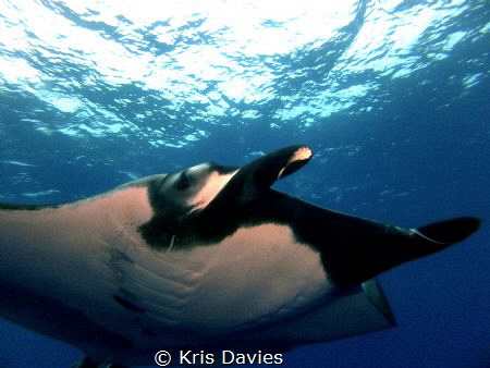Giant pacific manta came in for a close up. Taken at Soco... by Kris Davies 