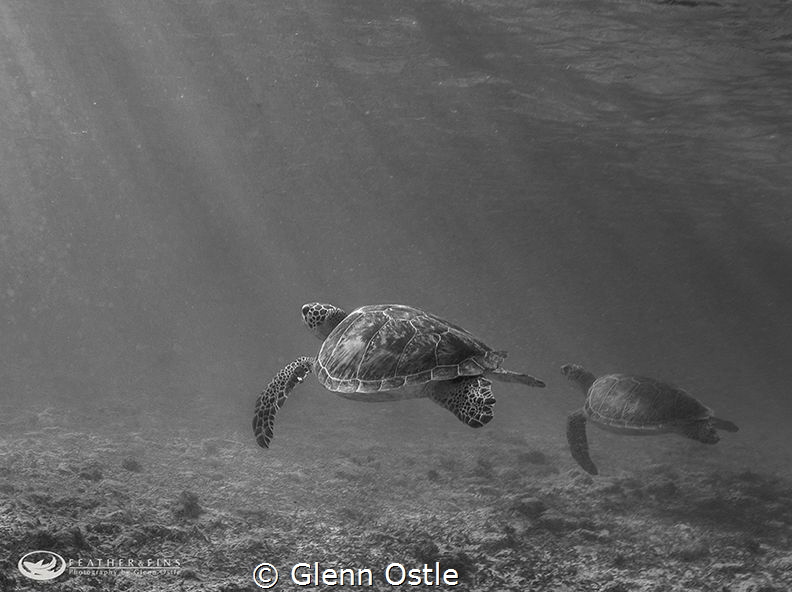 Two turtles taken on Grand Cayman by Glenn Ostle 