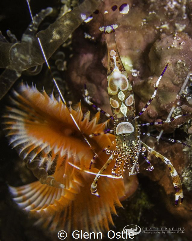 Small shrimp in anemone. by Glenn Ostle 