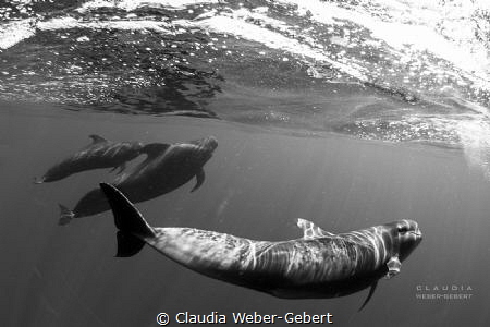 speeding........... 
pilot whales of Teneriffa Island - ... by Claudia Weber-Gebert 
