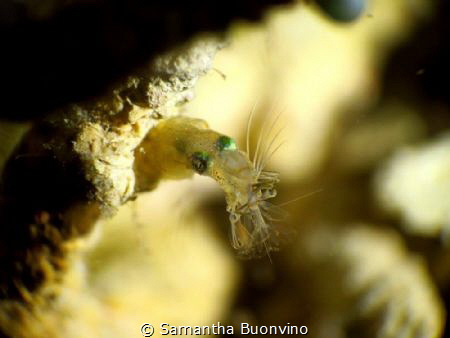 Pygmy squid eating shrimp for dinner by Samantha Buonvino 