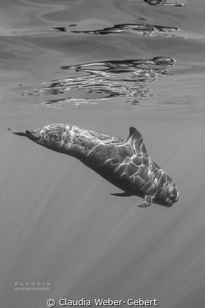 young pilot whale - Teneriffa Island
With special permit... by Claudia Weber-Gebert 