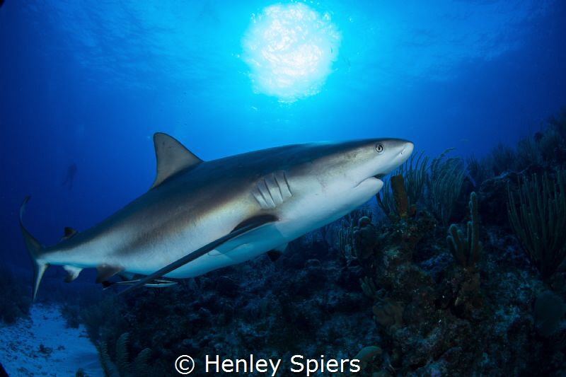 Pregnant Caribbean Reef Shark by Henley Spiers 