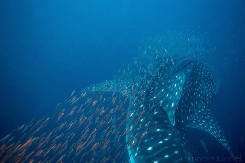 Whale shark being followed by a shoal of red fish avoidin... by Duncan Murrell 