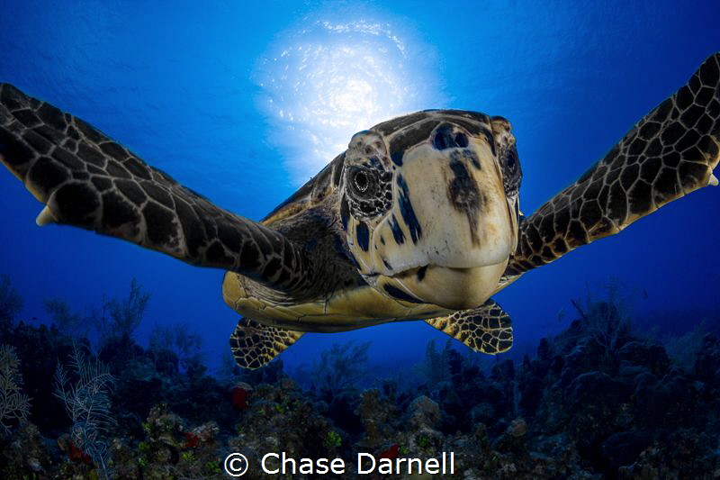 "Turtle Hug"
Sometimes the marine life wants to come see... by Chase Darnell 