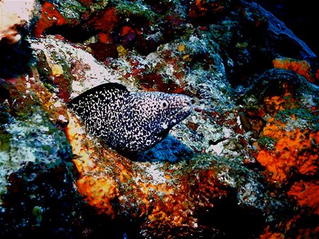 ThisSpotted Eel thought he was really camoflauged but the... by Steven Anderson 