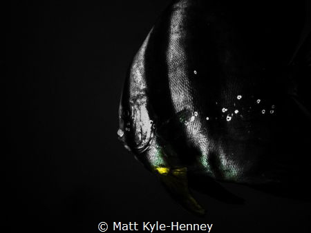 Flash in the darkness by Matt Kyle-Henney 