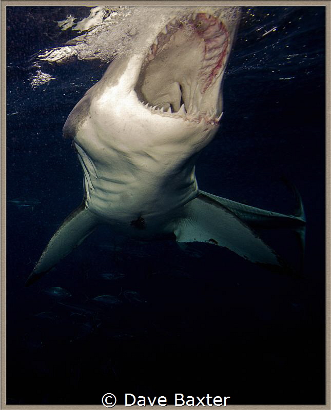great white shark going in for bite by Dave Baxter 