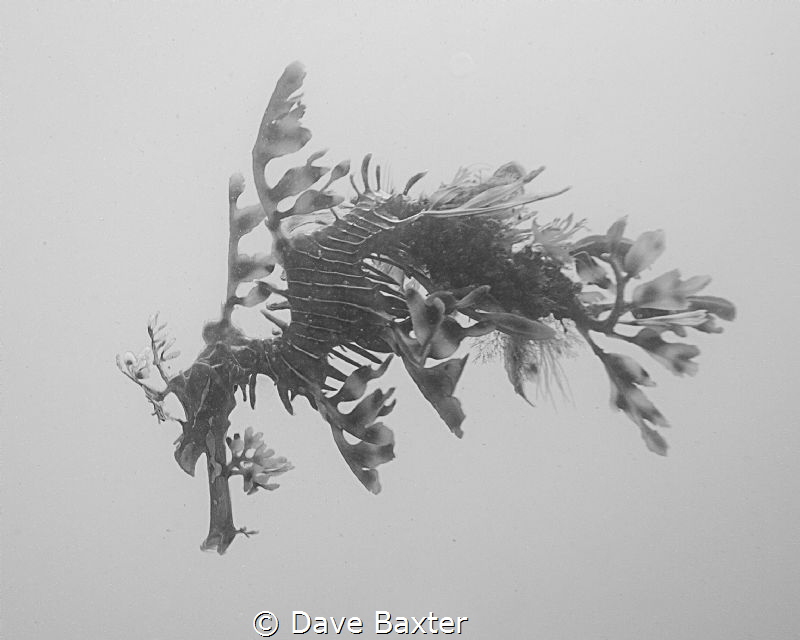 leafy seadragon by Dave Baxter 