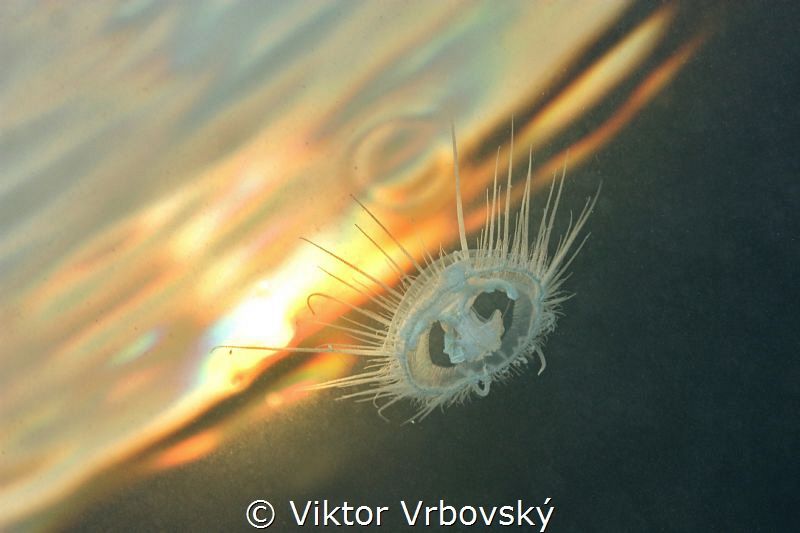 Freshwater Jellyfish (Craspedacusta sowerbii) by Viktor Vrbovský 